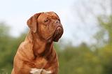 DOGUE DE BORDEAUX 012